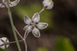 Carolina milkweed